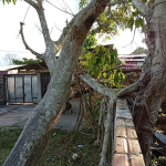 Familia vive bajo amenaza: Inmenso árbol de mango está a punto de aplastar su vivienda