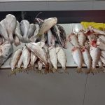 ¡Fiesta y abundancia en Requena! Celebran 119 aniversario con el kilo de pescado a solo un sol en el mercado principal